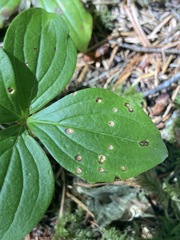 Puccinia porphyrogenita
