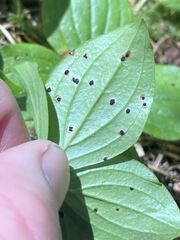 Puccinia porphyrogenita