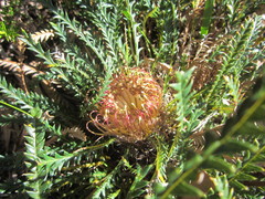 Banksia dallanneyi