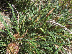 Banksia dallanneyi