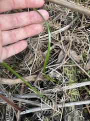 Burchardia umbellata