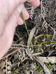 Burchardia umbellata
