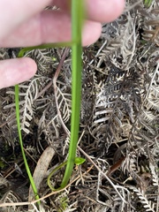 Burchardia umbellata