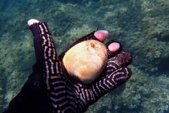 Mactra stultorum