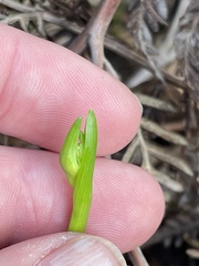 Burchardia umbellata