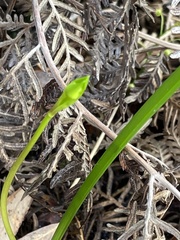 Burchardia umbellata