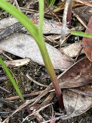 Burchardia umbellata