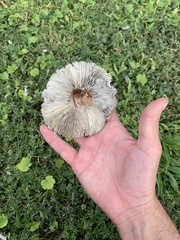 Chlorophyllum