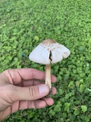 Chlorophyllum
