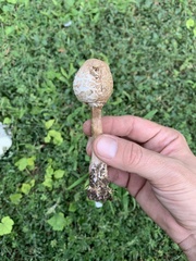 Chlorophyllum