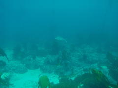 Chirodactylus grandis