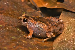 Microhyla nepenthicola