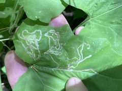 photo of agromyzid mine in an American trailplant leaf