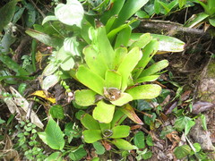 Glomeropitcairnia erectiflora