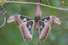Attacus atlas