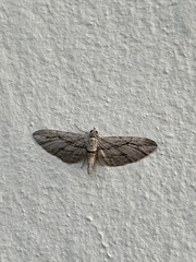 Eupithecia phoeniceata