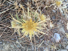 Carlina graeca