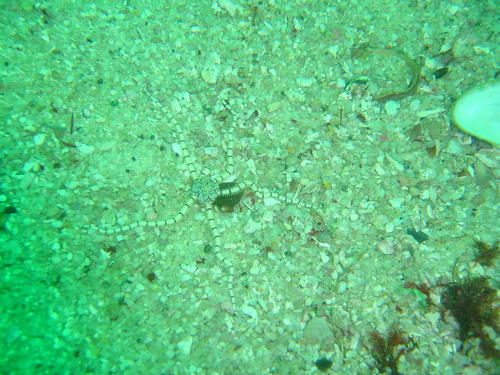 Ophionereis dubia