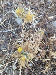 Carlina graeca