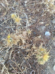 Carlina graeca