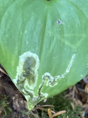 Parallelomma