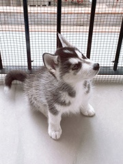 Canis familiaris
