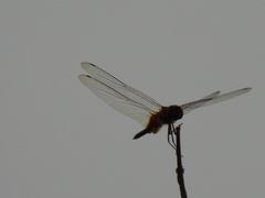 Pantala flavescens
