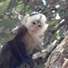 Varied Capuchin - Photo (c) jorgeeduardobernalquintero, some rights reserved (CC BY-NC), uploaded by jorgeeduardobernalquintero