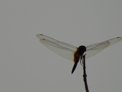 Pantala flavescens