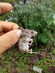 Peromyscus merriami