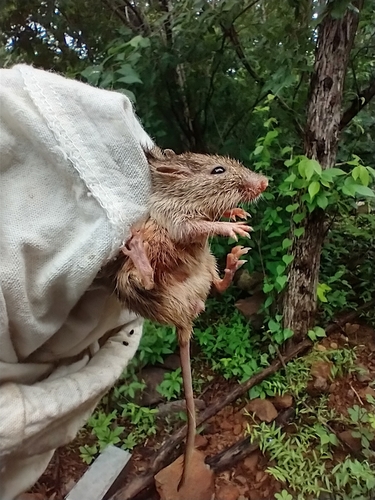 Narrow-skulled Pocket Mouse