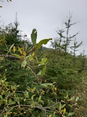Salix udensis
