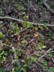 Euphorbia platyphyllos