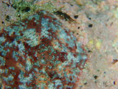 Parvulastra dyscrita