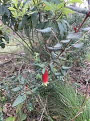 Correa reflexa speciosa