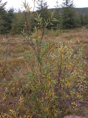 Salix schwerinii