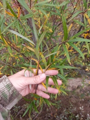 Salix schwerinii
