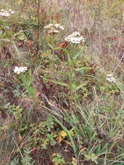 Achillea alpina