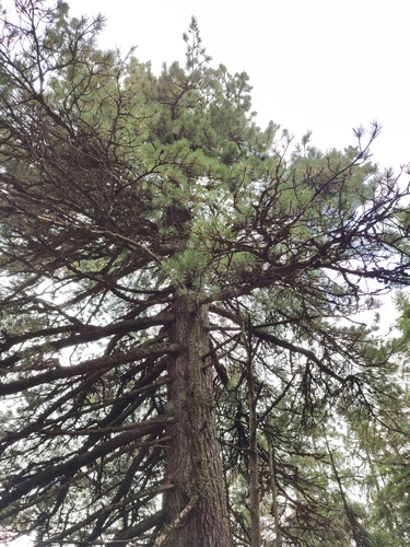 Swiss stone pine (Pinus cembra)