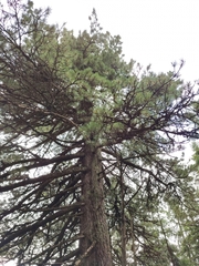 Zirbelkiefer (Pinus cembra): Herkunft und Verwendung — Foto 3