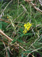 Melilotus altissimus