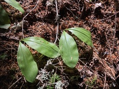 Clintonia uniflora