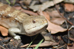 Tiliqua scincoides intermedia