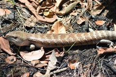 Tiliqua scincoides intermedia