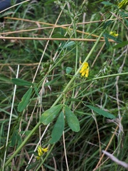 Melilotus altissimus