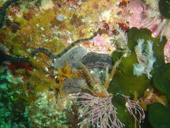 Pentacta doliolum