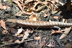 Tiliqua scincoides intermedia