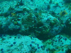 Chirodactylus brachydactylus