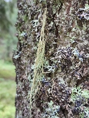 Evernia divaricata