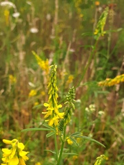 Melilotus altissimus